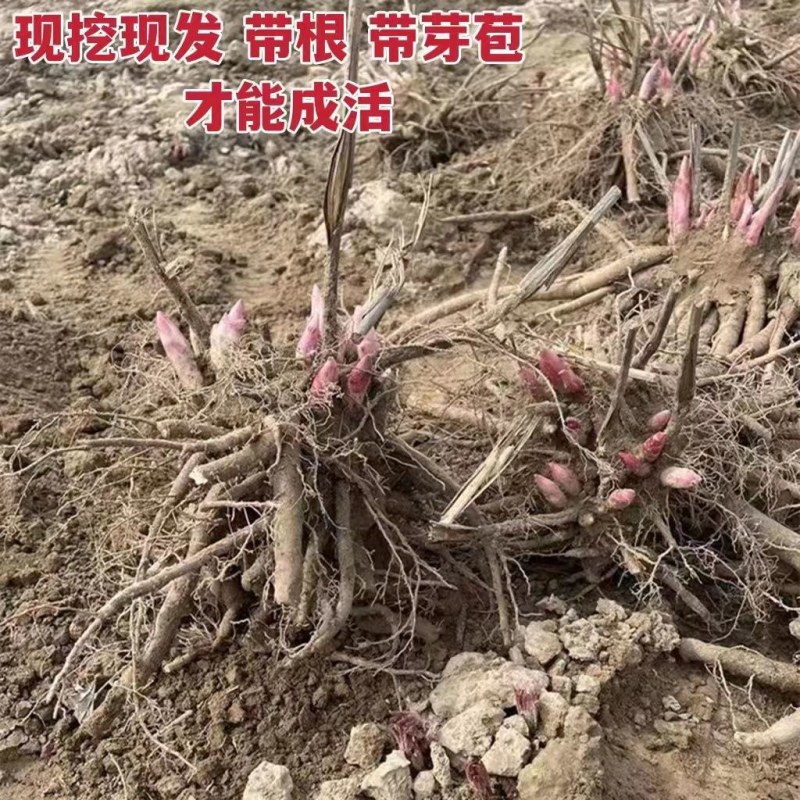 荷包牡丹根牡丹花苗盆栽铃心草兔儿花南方北方种植耐寒多年生