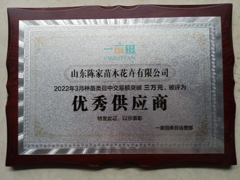 荷包牡丹根牡丹花苗盆栽铃心草兔儿花南方北方种植耐寒多年生