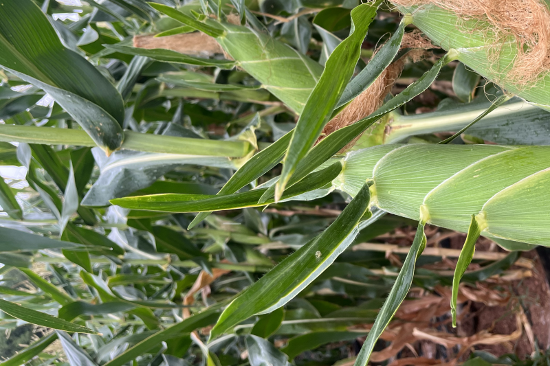 水果玉米太阳花