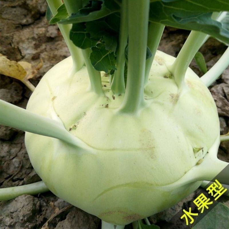 天津白苤兰种子苤蓝种子春秋冬栽培早熟春秋青苤兰疙瘩菜早熟