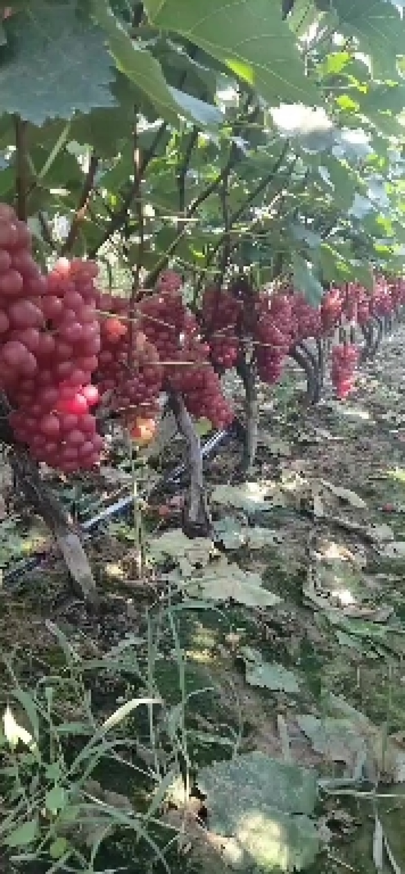 葡萄，夏黑巨峰沪太