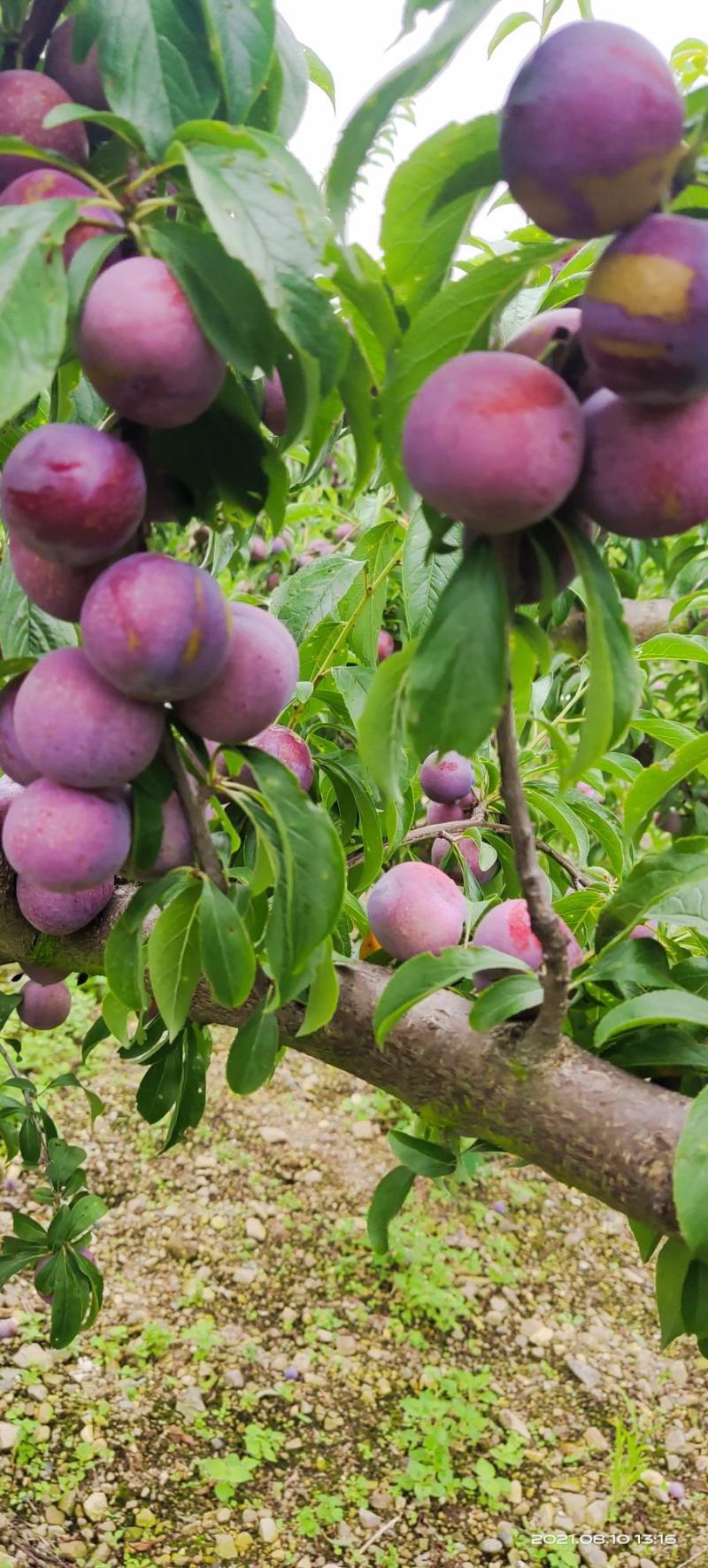 高山脆红李大量上市