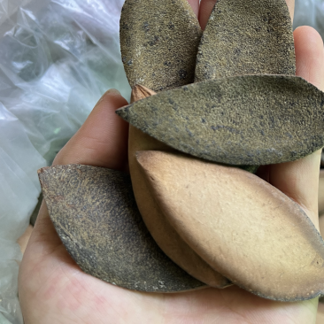 化橘红一爪皮桔红正毛陈年橘红皮药食同源