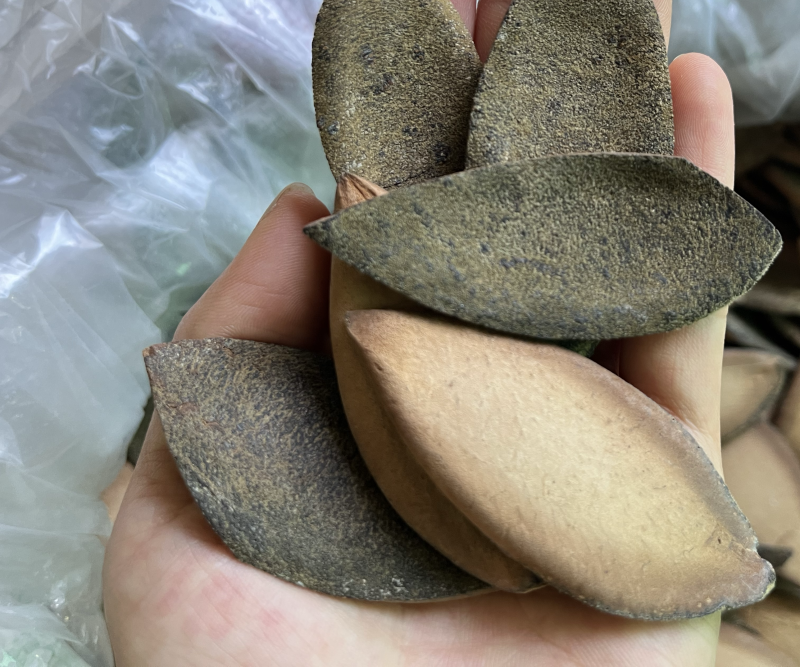 化橘红一爪皮桔红正毛陈年橘红皮药食同源
