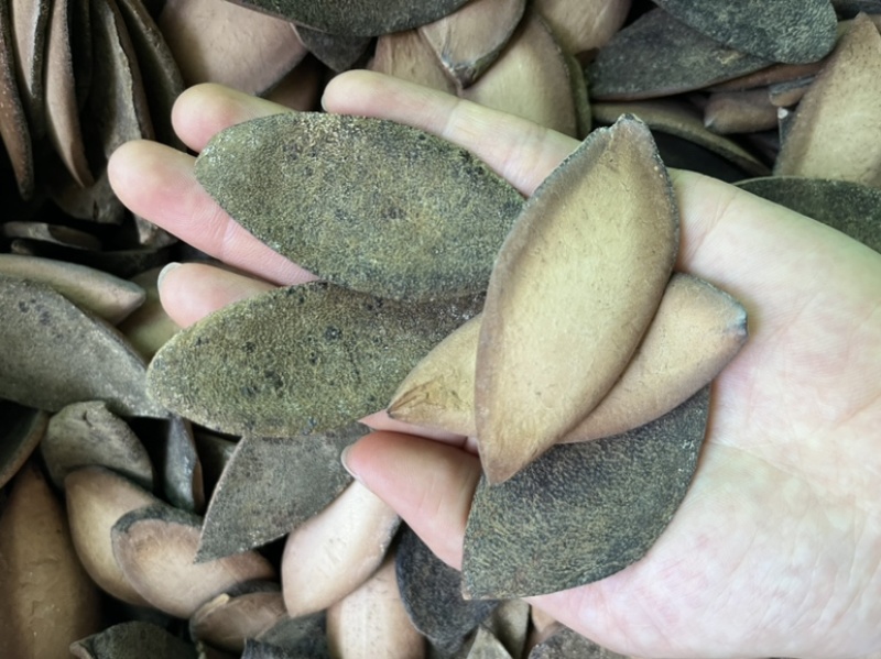 化橘红一爪皮桔红正毛陈年橘红皮药食同源