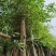 小叶榕5-8-10-12-15-18-20分大量现货供应
