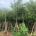小叶榕5-8-10-12-15-18-20分大量现货供应