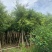 小叶榕5-8-10-12-15-18-20分大量现货供应
