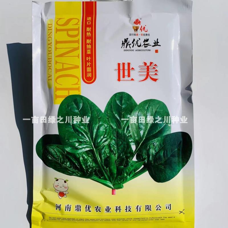 世美丹麦纯进口菠菜种子厚黑叶圆叶菠菜趴地菠菜耐热耐寒