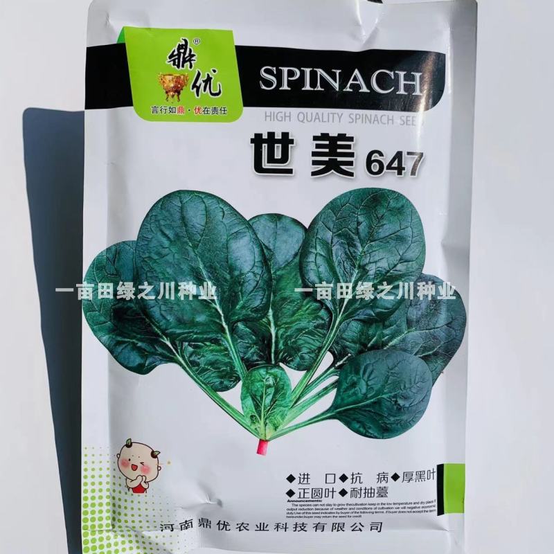 世美丹麦纯进口菠菜种子厚黑叶圆叶菠菜趴地菠菜耐热耐寒