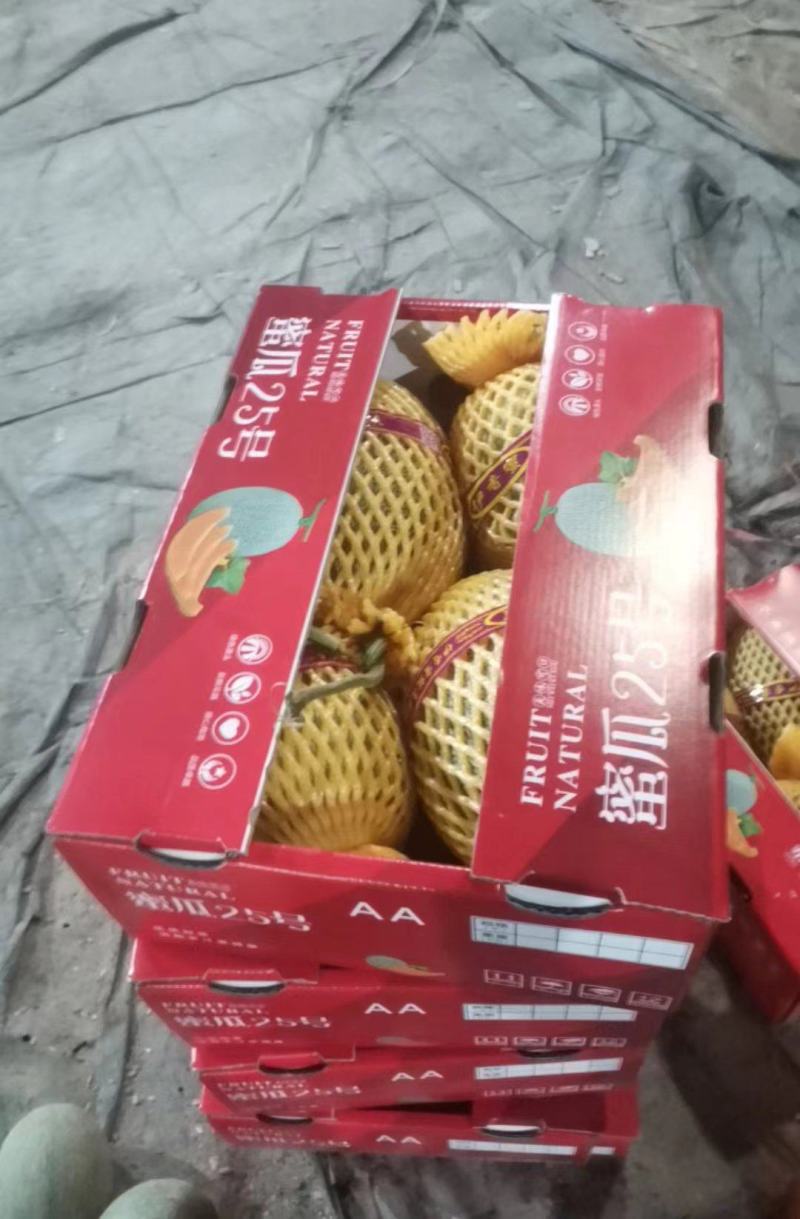 晓蜜25哈密瓜海南蜜瓜基地直供量大从优