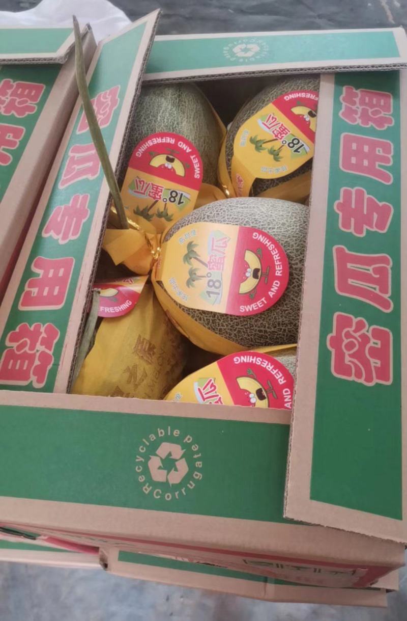 晓蜜25哈密瓜海南蜜瓜基地直供量大从优