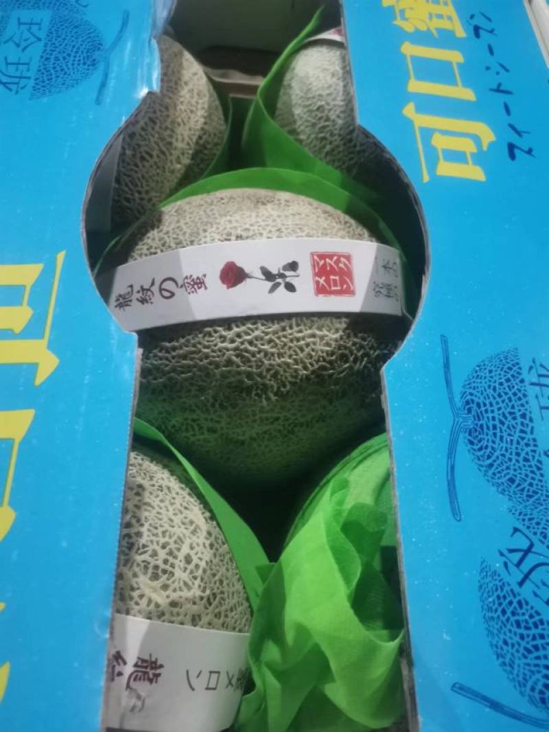晓蜜25哈密瓜海南蜜瓜基地直供量大从优