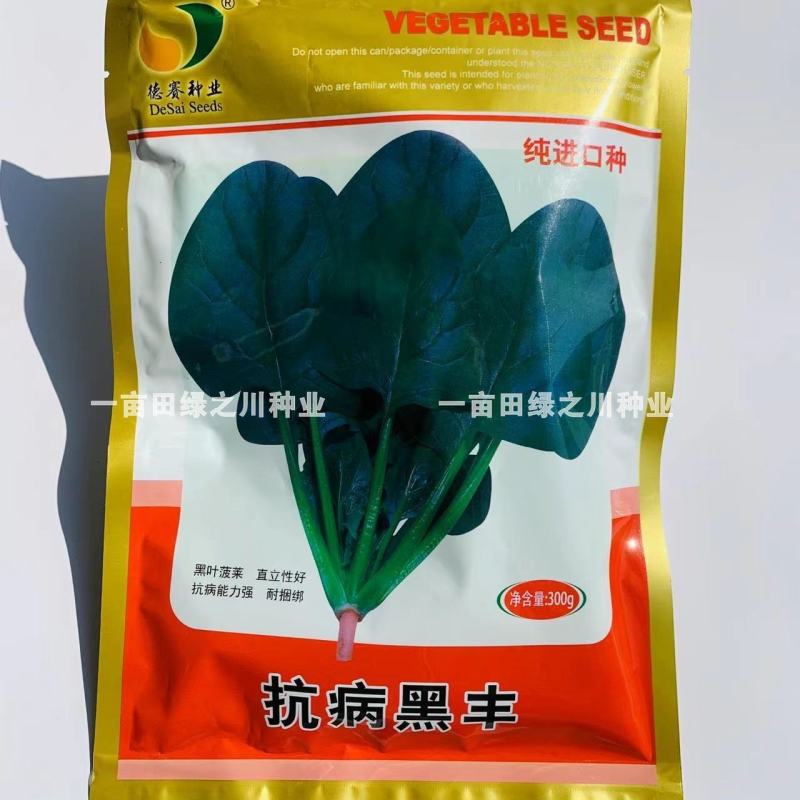 抗病黑丰菠菜种子丹麦纯进口种子半圆叶黑绿叶肥厚抗病