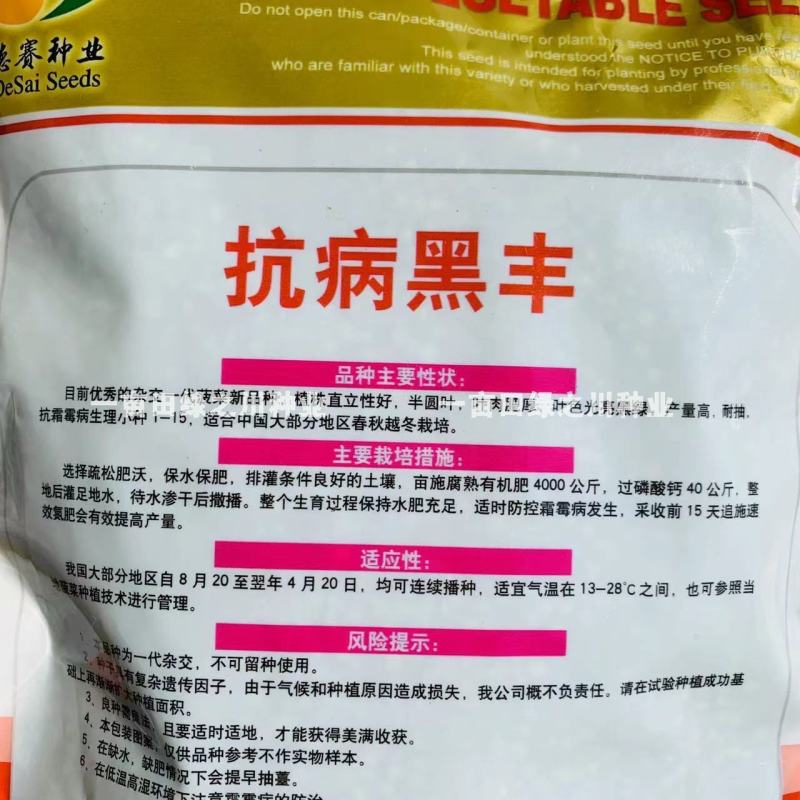 抗病黑丰菠菜种子丹麦纯进口种子半圆叶黑绿叶肥厚抗病