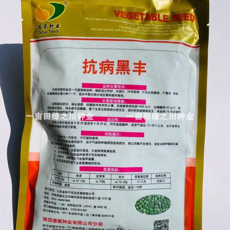 抗病黑丰菠菜种子丹麦纯进口种子半圆叶黑绿叶肥厚抗病