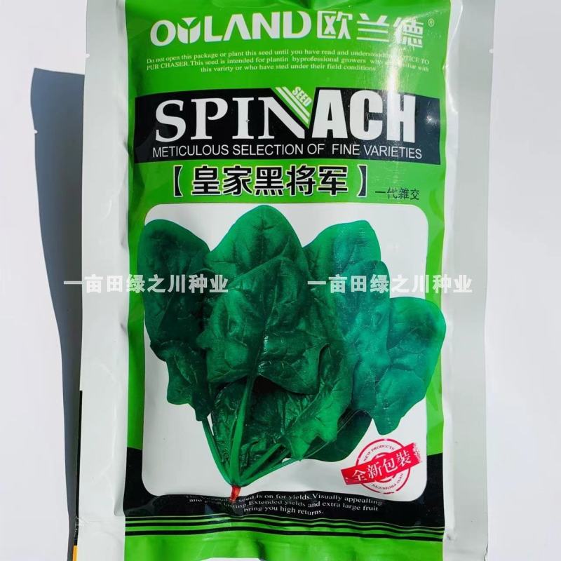丹麦一代杂交菠菜种子叶色深绿抗病高产尖圆叶菠菜种子