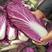 杂交紫色大白菜种子澳兰红福国外引进中熟白菜品种花青素