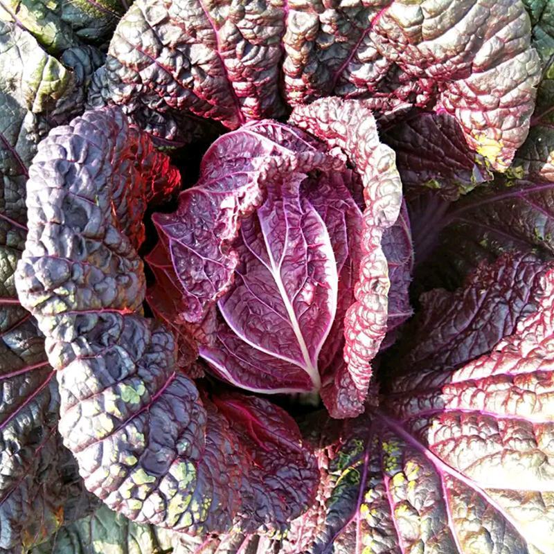 杂交紫色大白菜种子澳兰红福国外引进中熟白菜品种花青素