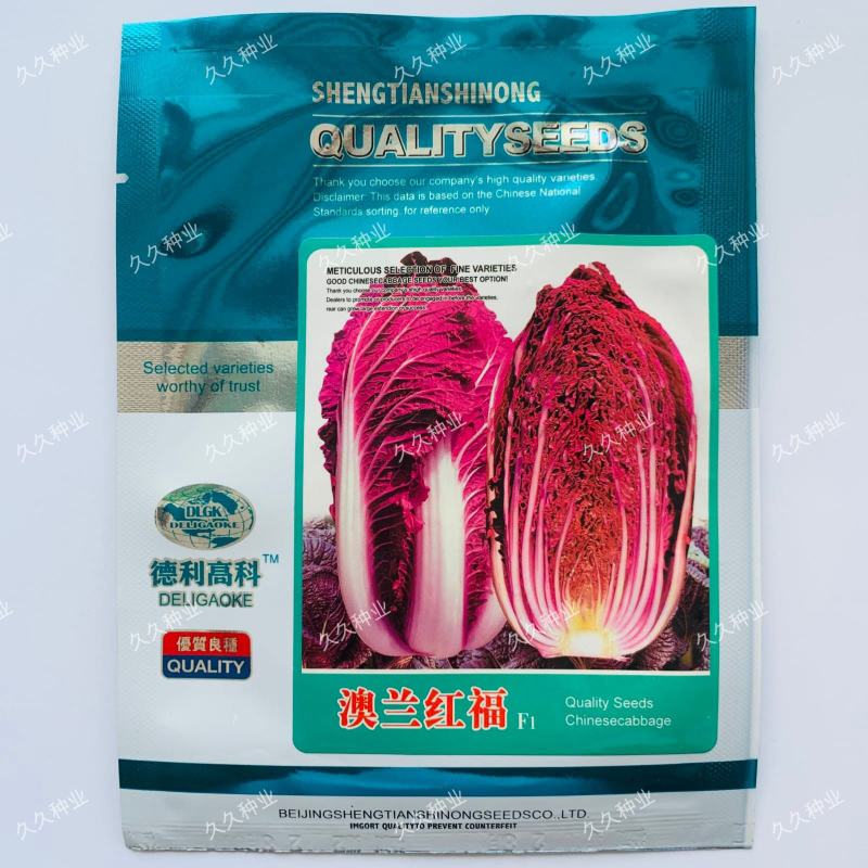 杂交紫色大白菜种子澳兰红福国外引进中熟白菜品种花青素