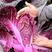 杂交紫色大白菜种子澳兰红福国外引进中熟白菜品种花青素