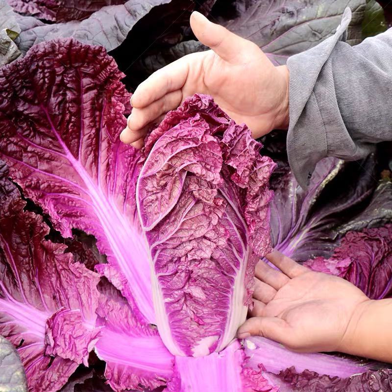 杂交紫色大白菜种子澳兰红福国外引进中熟白菜品种花青素