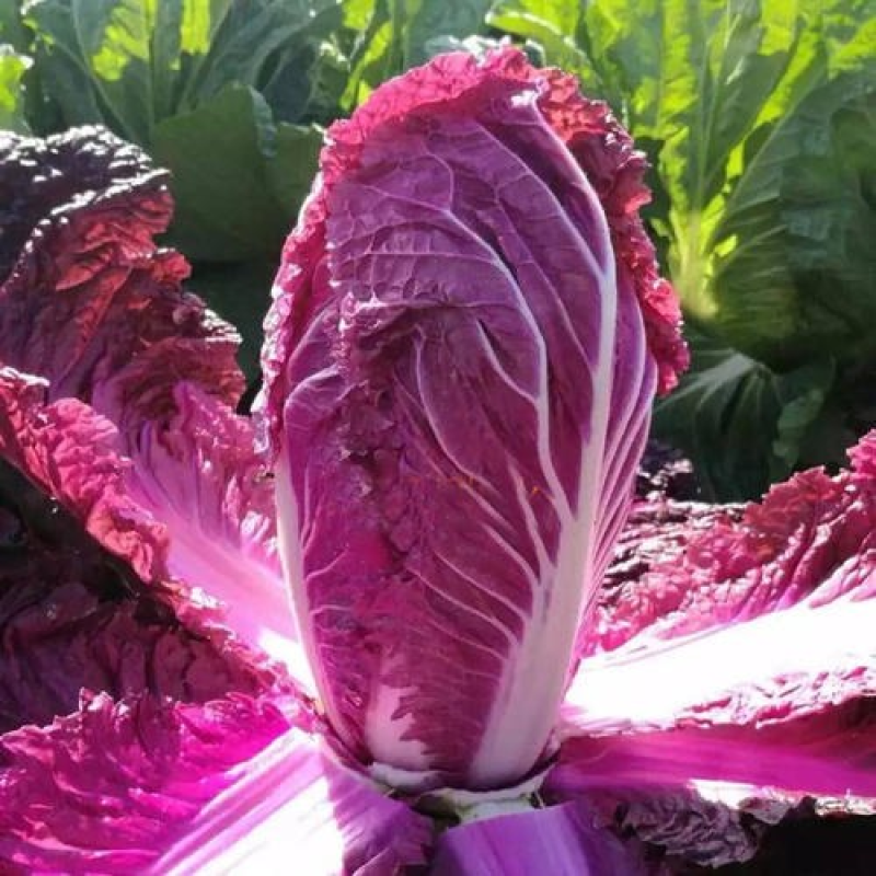 杂交紫色大白菜种子澳兰红福国外引进中熟白菜品种花青素