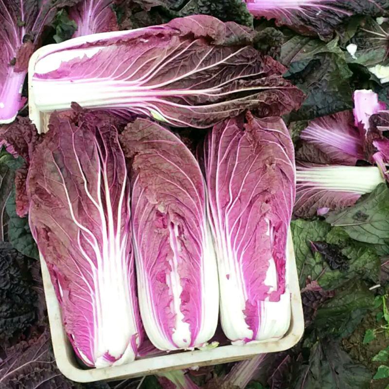 杂交紫色大白菜种子澳兰红福国外引进中熟白菜品种花青素