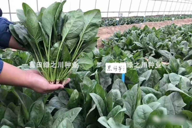 丹麦一代杂交菠菜种子叶色深绿抗病高产尖圆叶菠菜种子