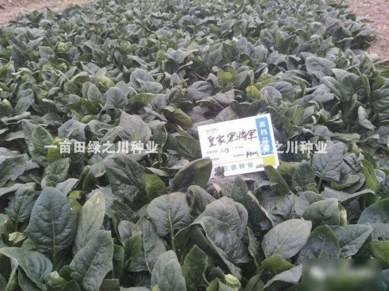丹麦一代杂交菠菜种子叶色深绿抗病高产尖圆叶菠菜种子