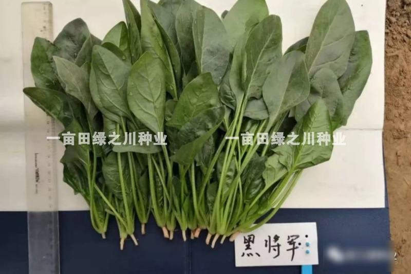 丹麦一代杂交菠菜种子叶色深绿抗病高产尖圆叶菠菜种子