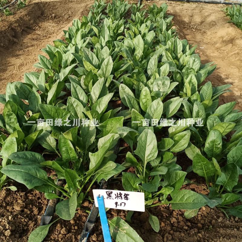 丹麦一代杂交菠菜种子叶色深绿抗病高产尖圆叶菠菜种子
