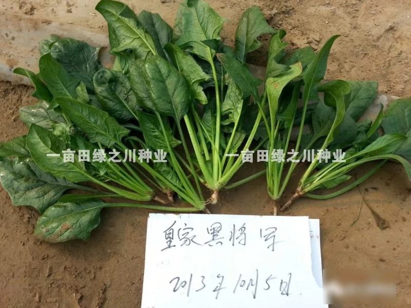 丹麦一代杂交菠菜种子叶色深绿抗病高产尖圆叶菠菜种子