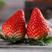 白雪公主草莓苗，种子种苗，免费技术指导包回收，草莓苗