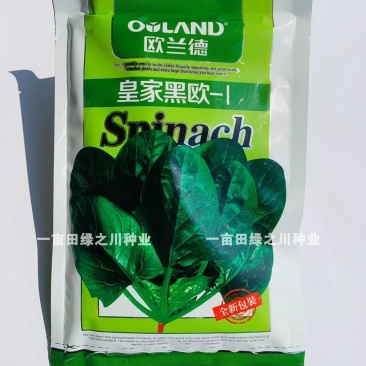 丹麦杂交菠菜种子叶片绿有光泽抗病高产菠菜种子欧兰德菠菜