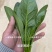丹麦杂交菠菜种子叶片绿有光泽抗病高产菠菜种子欧兰德菠菜