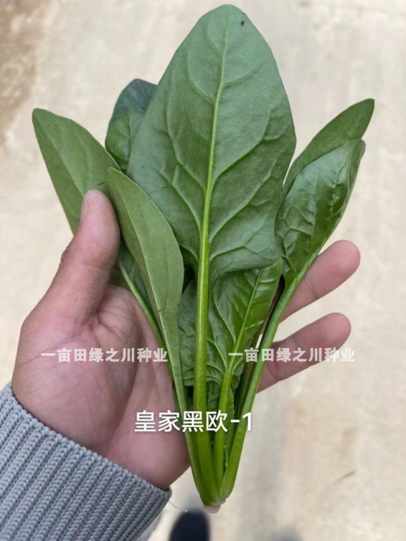 丹麦杂交菠菜种子叶片绿有光泽抗病高产菠菜种子欧兰德菠菜