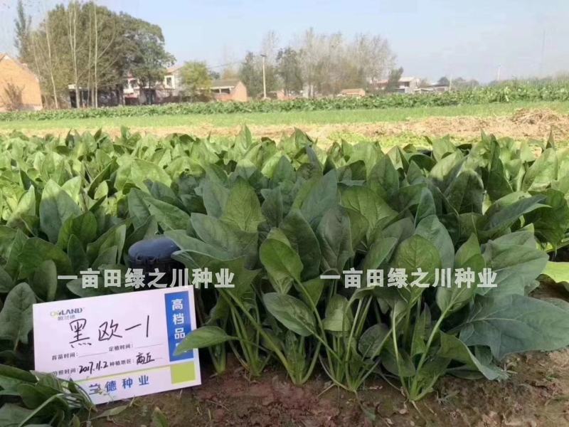 丹麦杂交菠菜种子叶片绿有光泽抗病高产菠菜种子欧兰德菠菜