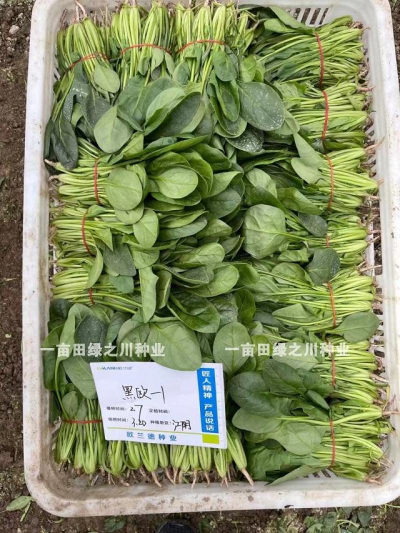 丹麦杂交菠菜种子叶片绿有光泽抗病高产菠菜种子欧兰德菠菜