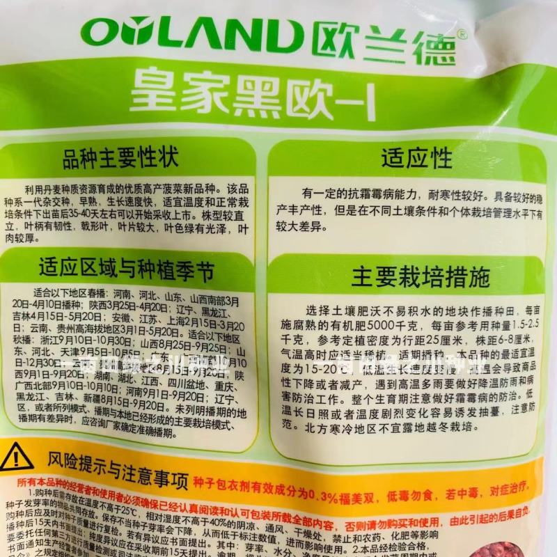 丹麦杂交菠菜种子叶片绿有光泽抗病高产菠菜种子欧兰德菠菜