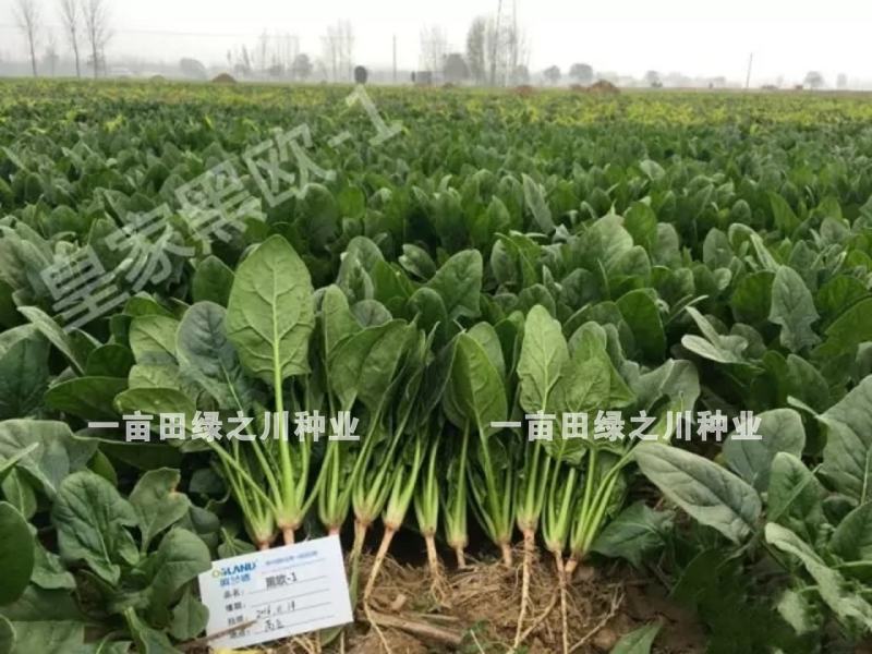 丹麦杂交菠菜种子叶片绿有光泽抗病高产菠菜种子欧兰德菠菜