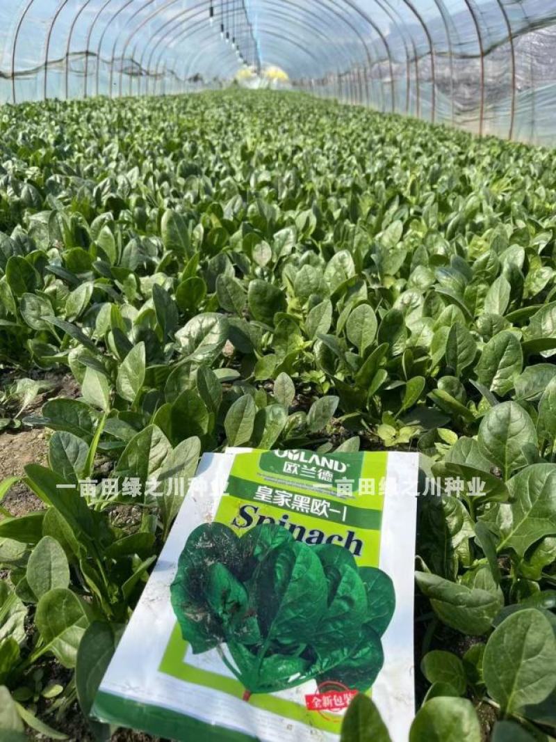 丹麦杂交菠菜种子叶片绿有光泽抗病高产菠菜种子欧兰德菠菜