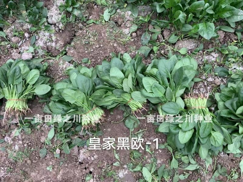 丹麦杂交菠菜种子叶片绿有光泽抗病高产菠菜种子欧兰德菠菜