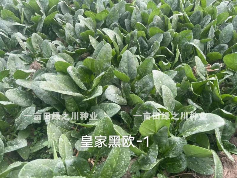 丹麦杂交菠菜种子叶片绿有光泽抗病高产菠菜种子欧兰德菠菜