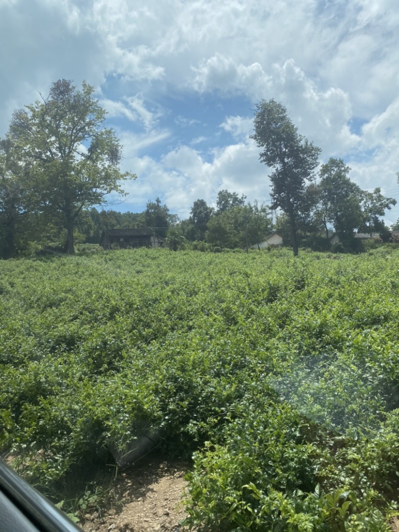 湖南莓茶，基地直发对接全国，可实地考察视频看货，欢迎来电