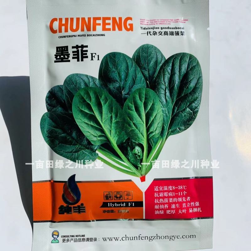 墨菲F1耐寒耐热一代杂交直立菠菜种子耐抽薹菠菜种子大叶