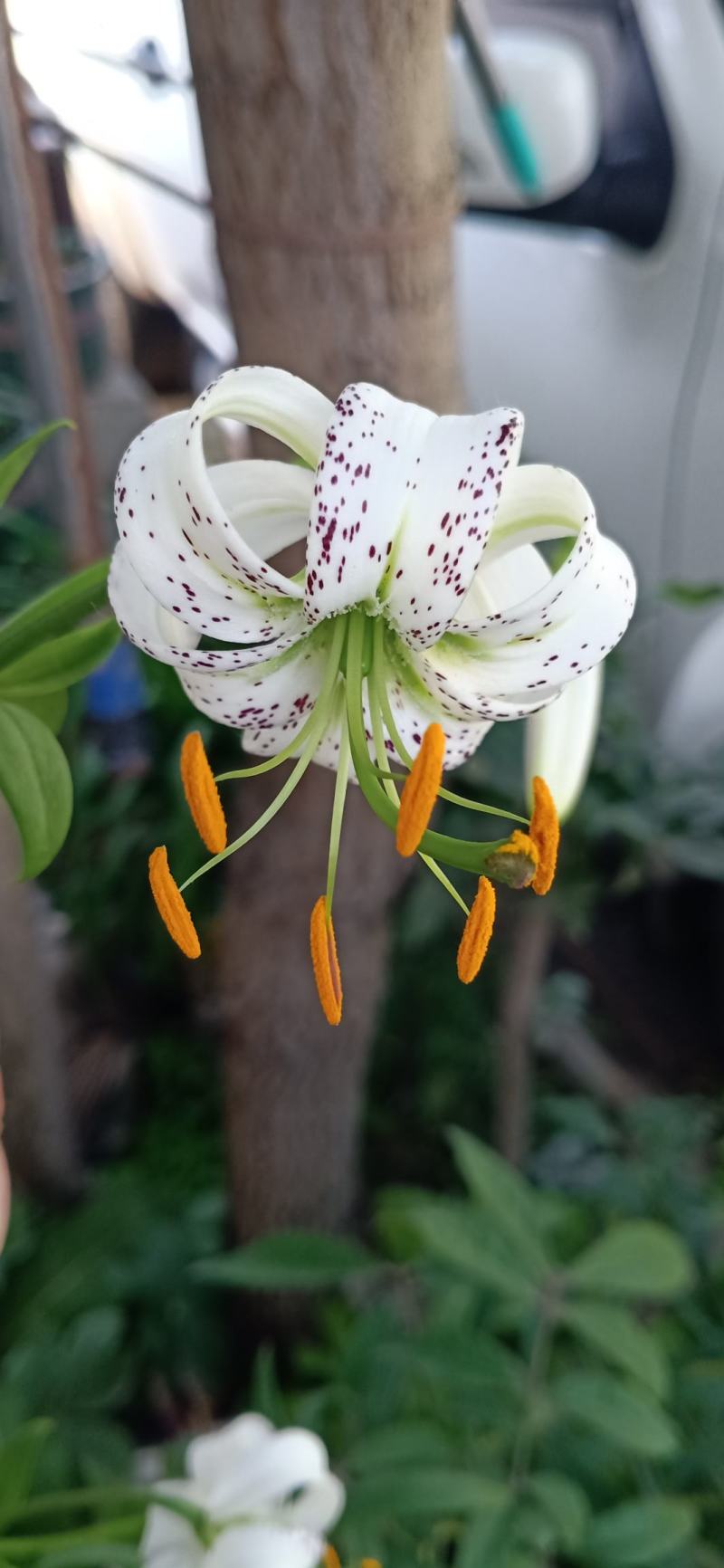 百合宝兴百合山丹花种球野百合园林花盆种植观赏