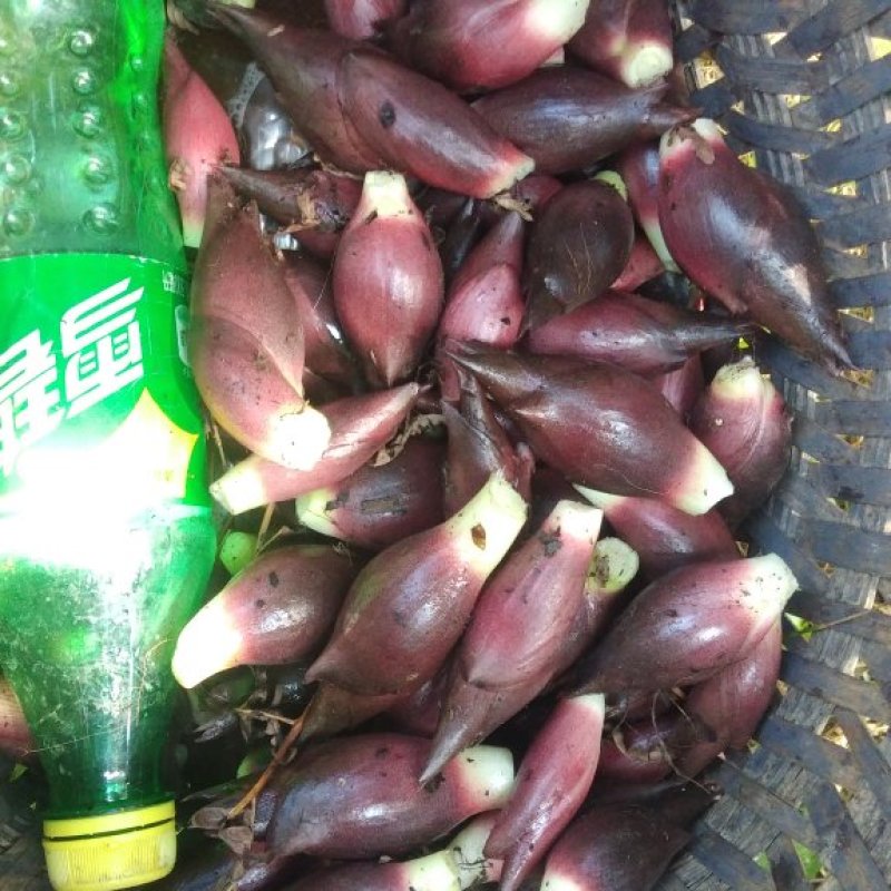 阳荷
