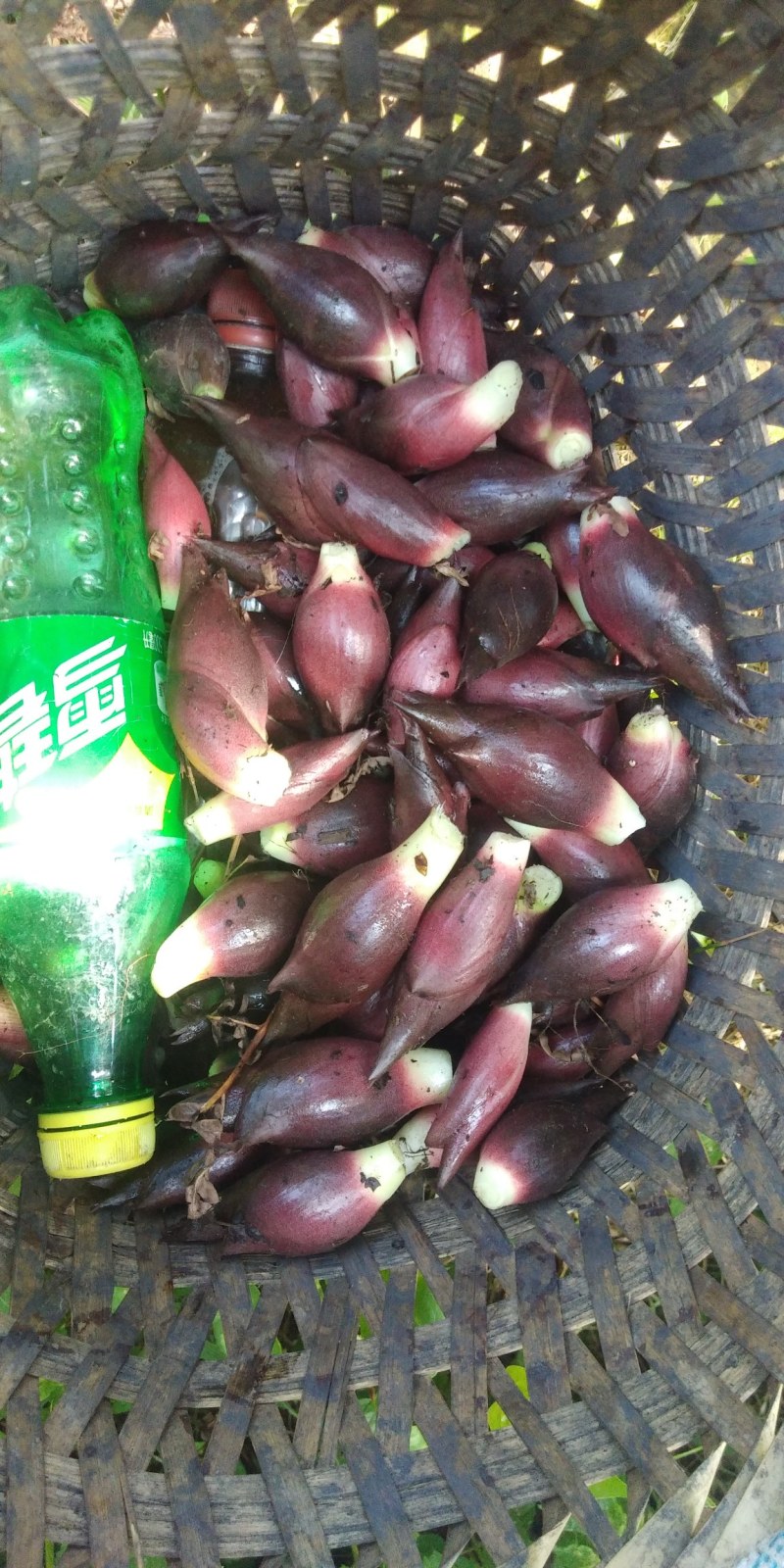 阳荷