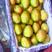 山西运城红香酥梨正在大量走货中(电商市场均可）货源充足